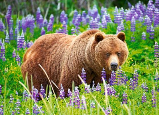 Пазл Bear on the Meadow - Медведь на лугу 120 шт детальное изображение 120 элементов Пазлы