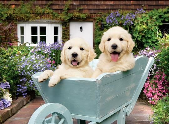 Пазл Puppies in a Wheelbarrow 260шт детальное изображение 260 элементов Пазлы