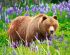 preview Puzzle Bear on the Meadow 120 pieces