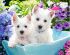 preview Пазл WESTIE PUPPIES 200 шт