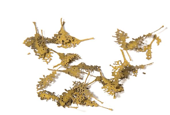 Oak dead leaves 1:35 / Скелетированные листья дуба детальное изображение Наборы деталировки Диорамы