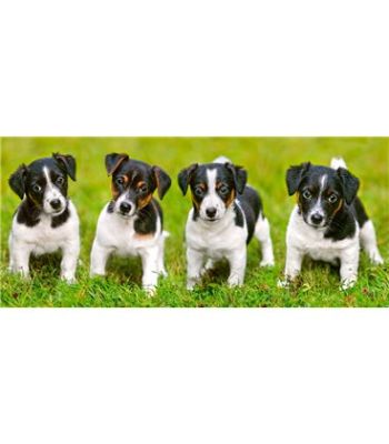 Puzzle &quot;Puppies Jack Russell Terrier&quot; 600 pieces детальное изображение 600 элементов Пазлы