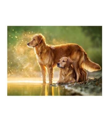 Пазл &quot;Собаки біля озера&quot; 180 шт детальное изображение 180 элементов Пазлы