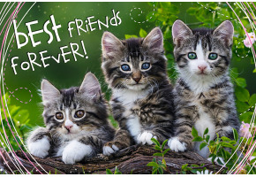 Puzzles Friendly kittens 260 pcs