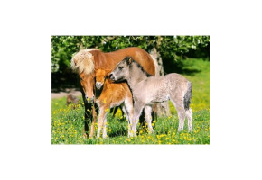 Пазл "Сім'я конячок" 120 шт