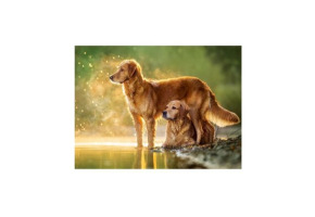 Пазл "Собаки біля озера" 180 шт