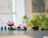 preview LEGO Minecraft  Blooming cherry orchard 21260