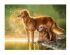 preview Puzzle &quot;Dogs by the lake&quot; 180 pcs