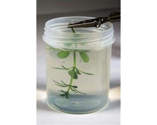 Natural Leaves &amp; Plants Neutral Protection 250ml / Нейтральний захист рослинності детальное изображение Материалы для создания Диорамы