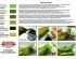 preview ALGAE - - Powder &amp; Color Set