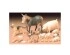 preview Scale model 1/35 Tamiya Livestock 35128